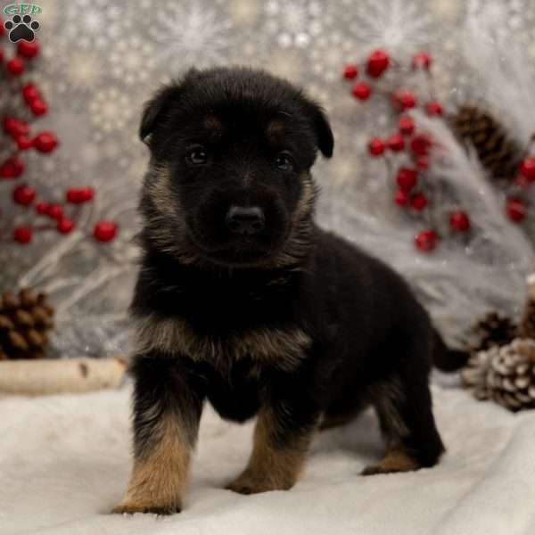 Maverick, German Shepherd Puppy